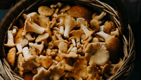 Gdzie na grzyby? Jak odróżnić grzyby jadalne od trujących? Tych zasad bezwzględnie przestrzegaj!