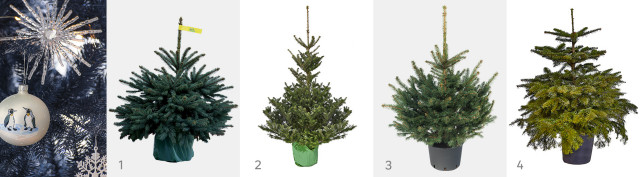 Rodzaje choinek w pojemnikach