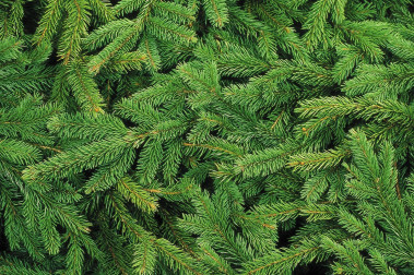 Żywa choinka: jaki gatunek wybrać i co zrobić z choinką po świętach? 