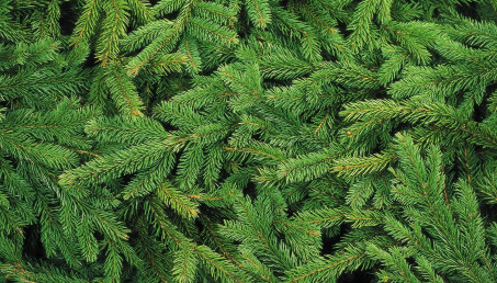 Żywa choinka: jaki gatunek wybrać i co zrobić z choinką po świętach? 