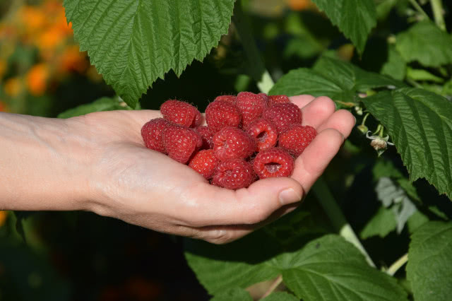 Uprawa malin w przydomowym ogrodzie - jaką odmianę wybrać i jak szybko zebrać plony?