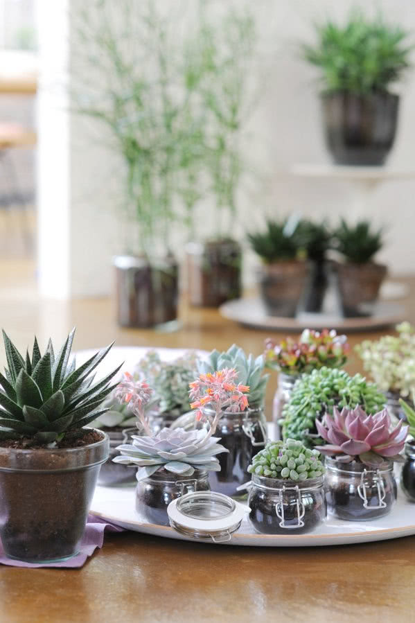 Kolekcja sukulentów