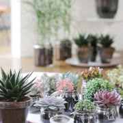 Kolekcja sukulentów