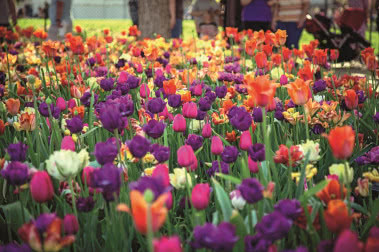 Holenderski ogród - czym się charakteryzuje i jak dobrać do niego rośliny