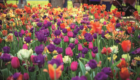 Holenderski ogród - czym się charakteryzuje i jak dobrać do niego rośliny