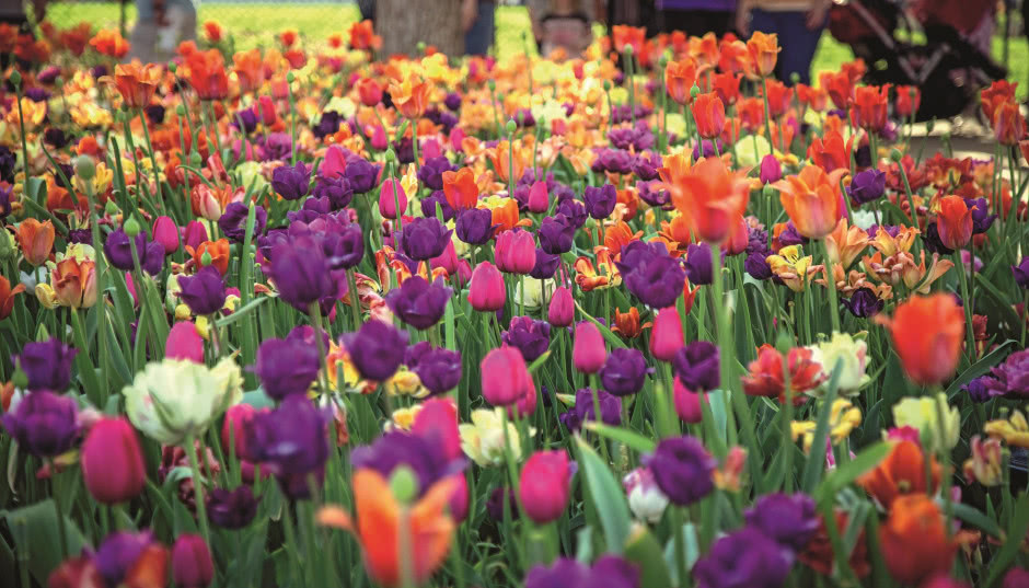 Holenderski ogród - czym się charakteryzuje i jak dobrać do niego rośliny