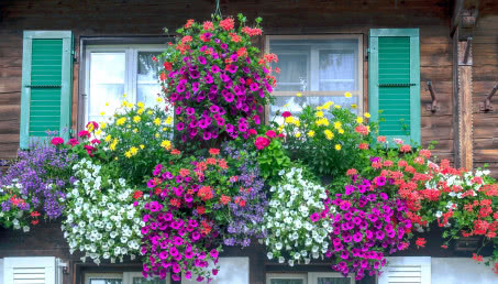 Pachnący balkon - 3 najpiękniejsze gatunki roślin o mocno pachnących kwiatach na mały balkon