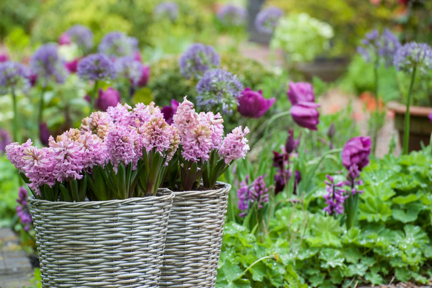 Kwiaty cebulowe to znak firmowy holenderskich...