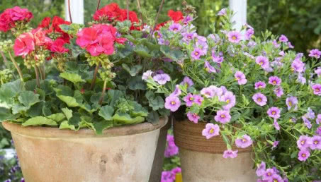 Rośliny balkonowe - pelargonia i petunia