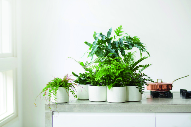 Tę malowniczą kompozycję tworzy paprotka, adiantum, podrzeń i najwyższe asplenium