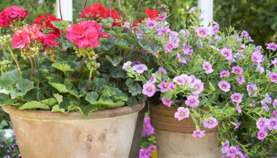 Rośliny balkonowe - pelargonia i petunia