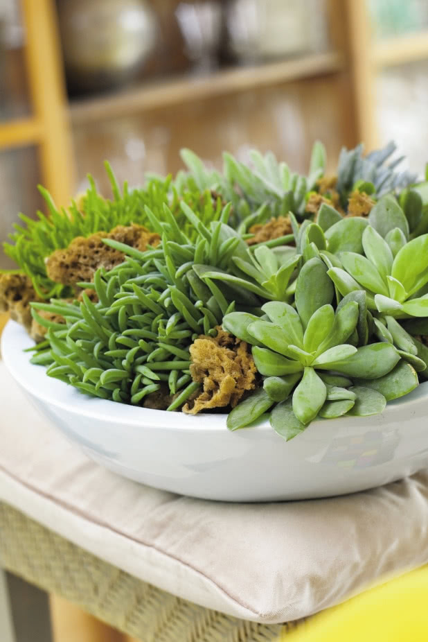 Domowy "skalniak" - miniogródek z sukulentami