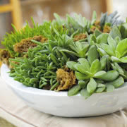 Kolekcja sukulentów