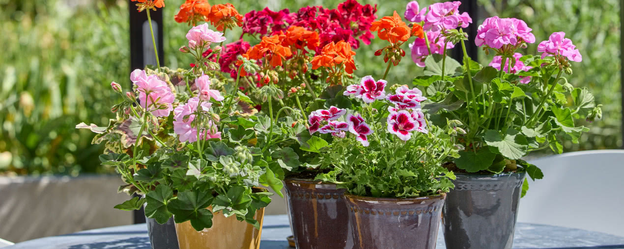 Jak dbać o pelargonie, by służyły nam latami?