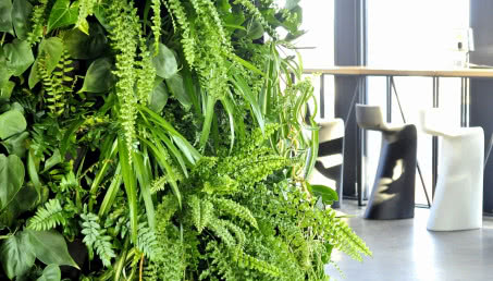 Paproć w domu - uprawa, pielęgnacja, odmiany