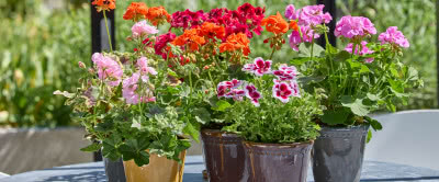 Jak dbać o pelargonie, by służyły nam latami?