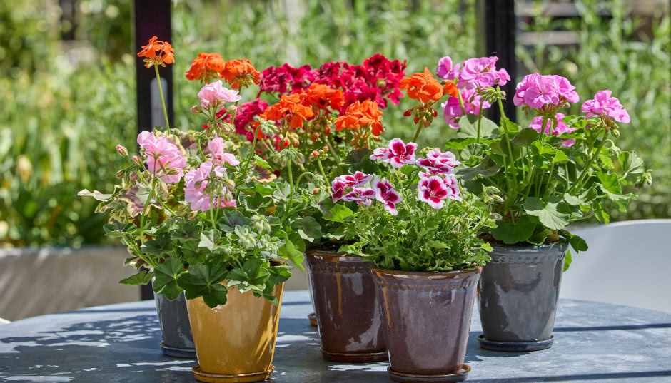 Jak dbać o pelargonie, by służyły nam latami?