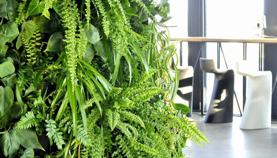 Paproć w domu - uprawa, pielęgnacja, odmiany