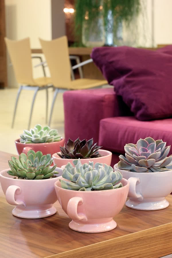 Sukulenty nie potrzebują dużych doniczek, dla...