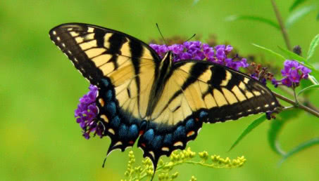 Kwiaty ogrodowe wabiące motyle