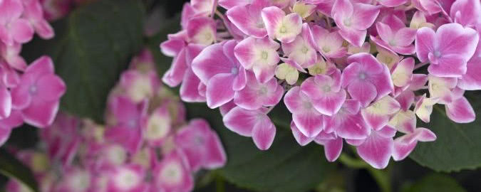 Hortensja ogrodowa - kwiat dekoracyjny
