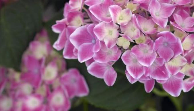 Hortensja ogrodowa - kwiat dekoracyjny