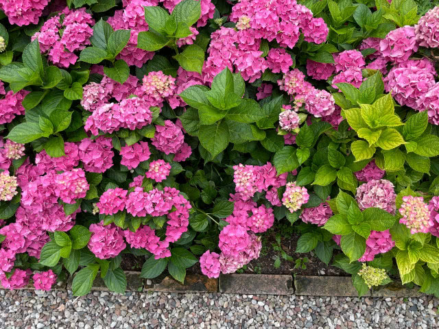 różowe hortensje, kępa