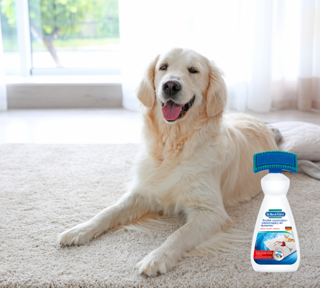 pies, dywan, okno balkonowe, firany