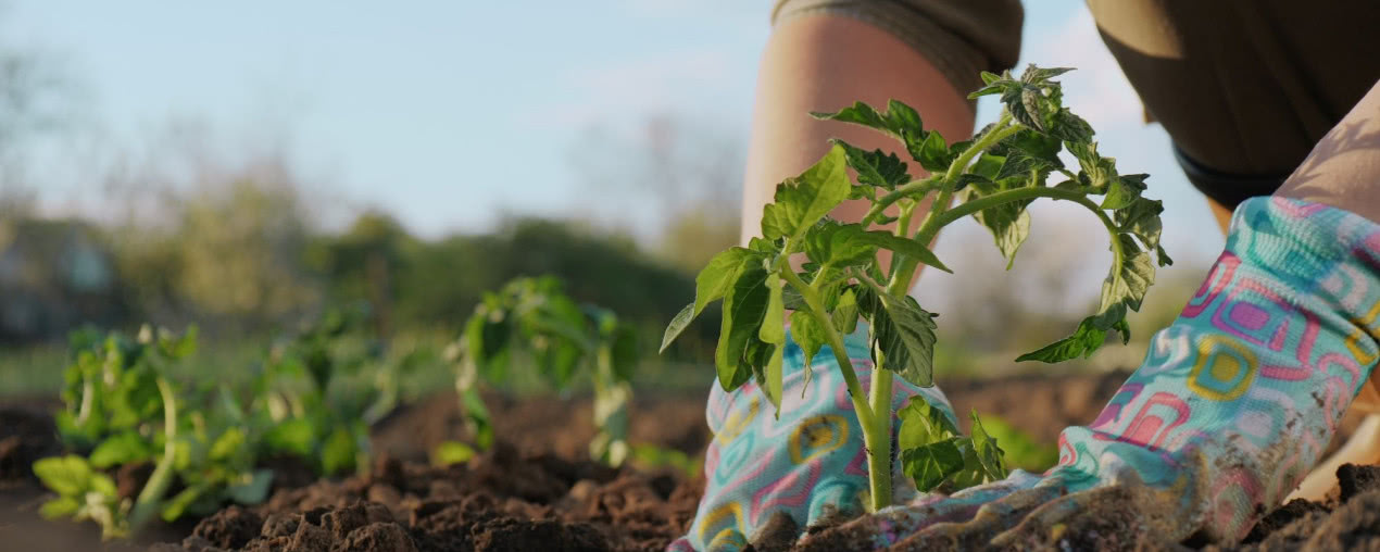 Kalendarz księżycowy ogrodnika 2026: co i kiedy siać według kalendarza biodynamicznego