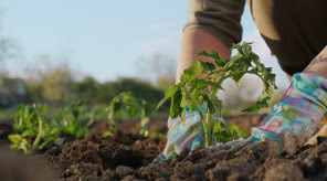Kalendarz księżycowy ogrodnika 2026: co i kiedy siać według kalendarza biodynamicznego
