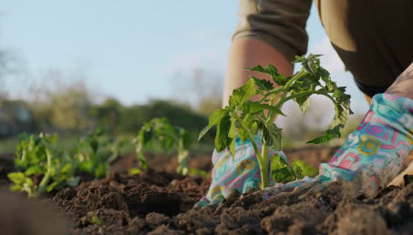 Kalendarz księżycowy ogrodnika 2026: co i kiedy siać według kalendarza biodynamicznego
