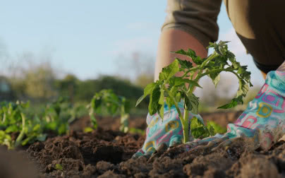 Kalendarz księżycowy ogrodnika 2026: co i kiedy siać według kalendarza biodynamicznego