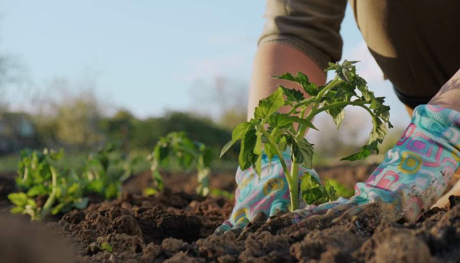 Kalendarz księżycowy ogrodnika 2026: co i kiedy siać według kalendarza biodynamicznego