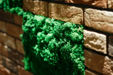 Zielona ściana z mchu w mieszkaniu - jak ją założyć?