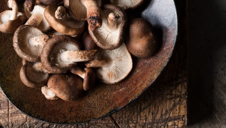 Uprawa grzybów w przydomowym ogrodzie