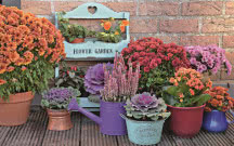 Jesień w ogrodzie - lista zadań do wykonania