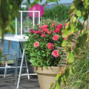 Żywopłot z miskantów to rozwiązanie
dla osób,...