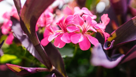 Azalia w doniczce - uprawa i pielęgnacja