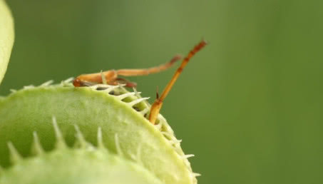 Owadożercy - żywe pułapki na muchy
