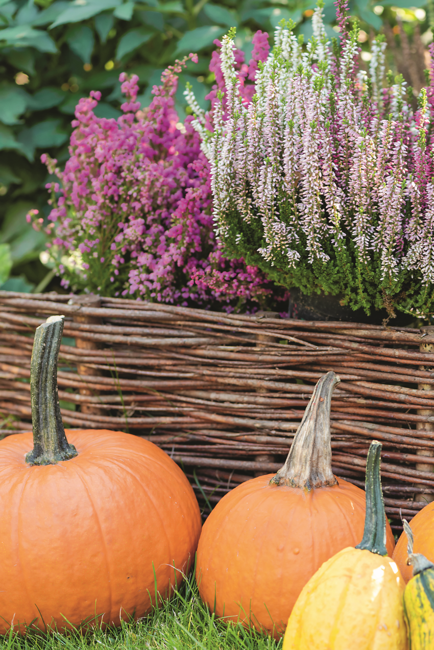 Wrzosy to kwintesencja jesiennego ogrodu. Możemy...