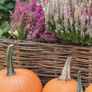 Żywopłot z miskantów to rozwiązanie
dla osób,...