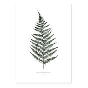 Plakat Fern