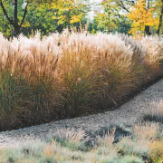 Żywopłot z miskantów to rozwiązanie
dla osób,...