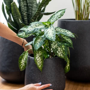 Marzysz o idealnym tarasie? Odkryj modne donice Garden & You i stwórz wyjątkową strefę relaksu!