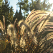 Żywopłot z miskantów to rozwiązanie
dla osób,...