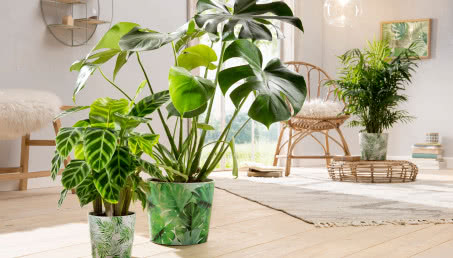 Jak pielęgnować domowe rośliny, by bujnie rosły?