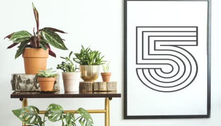 Urban jungle, czyli modne kwiaty w Twoim domu