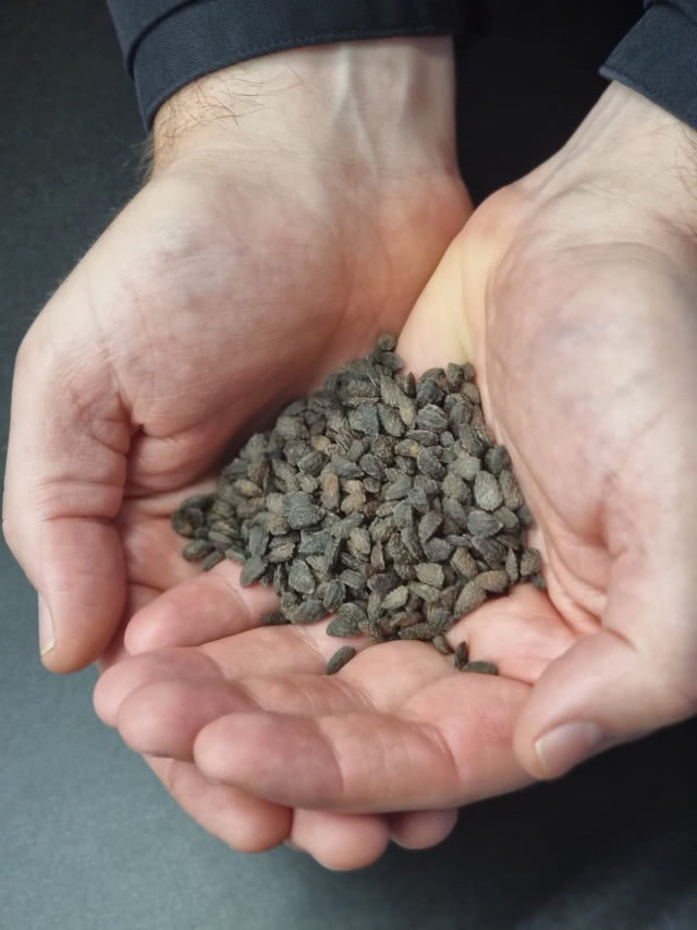 nasiona w dłoni, zbliżenie