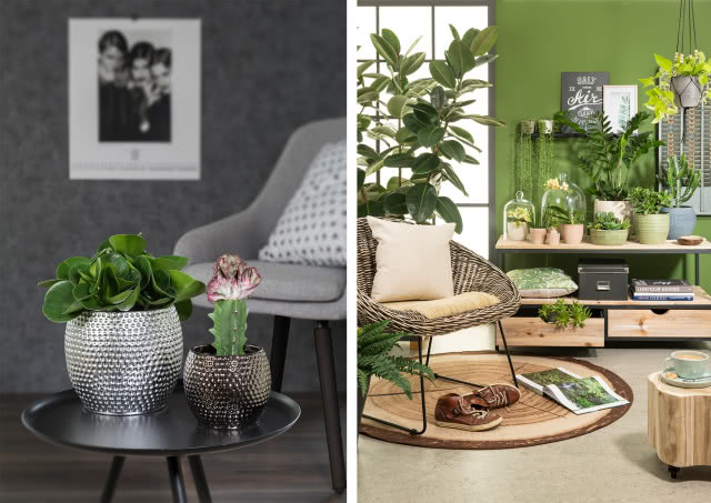 kaktus, czarny stolik, szary fotel, kwiaty pod szkłem, pleciony fotel, stolik zrobiony z pnia, duże kwiaty liściaste