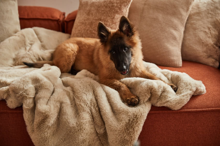 Miękki koc od Westwinga.